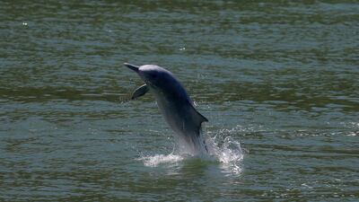 A Chinese white dolphin jumps out of the sea off Lantau island in Hong Kong, China, on May 30, 2018. Reuters