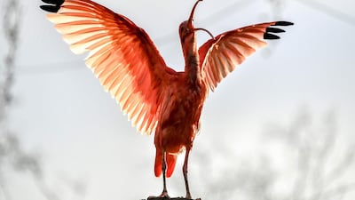 A scarlet ibis stretches its wings in its enclosure at the zoo park of Lille, northern France. AFP