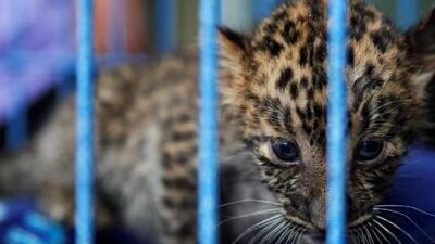 This two-month-old leopard cub was found in the luggage of an Emirati at a Bangkok airport in May. The man's two suitcases also contained a monkey, a gibbon and a Malayan sun bear.