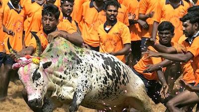 Indian youth attempt to catch a bull during a bull-taming festival known as Jallikattu at Palamedu Village near Madurai, some 500 kms south of Chennai, on January 16, 2011. The event was held as part of Tamil New Year 'Ponggal' celebrations. AFP/STR