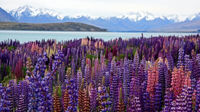 New Zealand will welcome tourists again next year. Nareeta Martin / Unsplash