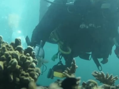 Divers from the Fujairah Adventure Centre are building a mega artificial reef they hope will protect sea life, combat coral bleaching and other coral degradation caused by climate change.