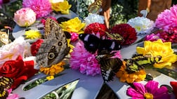 The Butterfly Gardens Abu Dhabi is a new indoor biodome opening at Al Qana. The space brings together thousands of free-roaming butterflies, koi ponds and rainforest wildlife within a fully climate-controlled environment. Victor Besa / The National