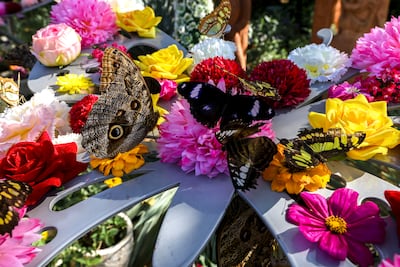 More than 400 species of farasha have been recorded in the Arab world, many of which can be spotted at Abu Dhabi's Butterfly Gardens. Victor Besa / The National