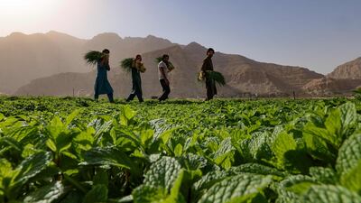 Farmers harvest vegetables in a field on the mountain range of Jabel Jais in Ras Al Khaimah. AFP