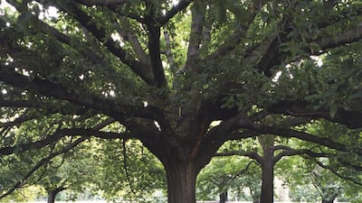 The Oak Lawn in the Royal Botanical Gardens.