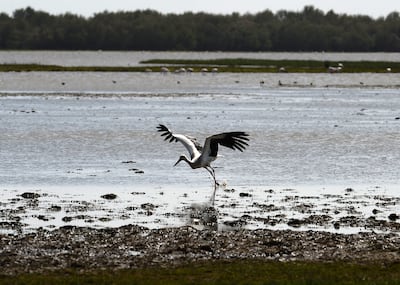 In Spain, digging an illegal well to irrigate crops is a widespread practise as water becomes increasingly scarce. In the last 20 years, WWF-Spain has uncovered more than 1,000 illegal wells and over 3,000 hectares of illegal crops in the Doñana National Park. AFP