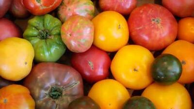 A selection of multi-coloured heirloom tomatoes.