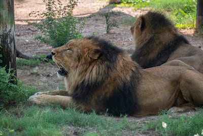 Dubai Safari Park spans 119 hectares and houses hundreds of animals and birds. Photo: Dubai Safari Park
