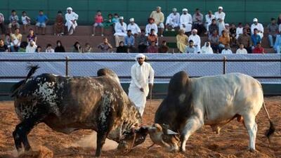 Bull-butting at the Fujairah Heritage Village. The Fujairah Government has now set out clearer rules to help raise the traditional sport's national profile.