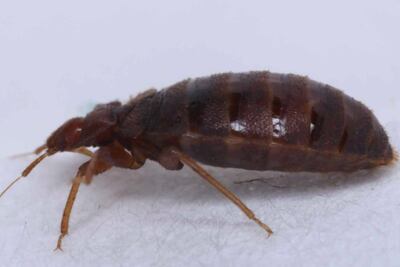 A bedbug. The insects are causing concern in Paris and elsewhere in France. AP
