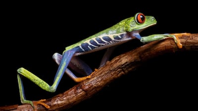 Manuel Rodriguez, Costa Rica, shortlist, Latin America National Awards, Sony World Photography Awards 2023