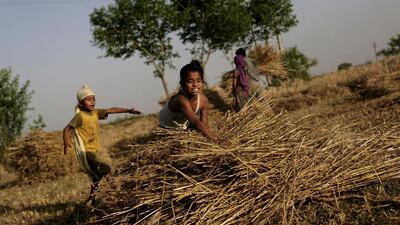 Village boys stack wheat grown in India. The way India pays farmers has put it offside with the World Trade Organisation. Photo: AP / Altaf Qadri