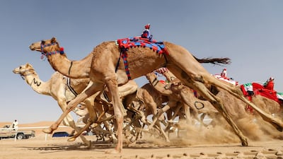 Robotic jockeys control camels during the Liwa 2019 Moreeb Dune Festival in the Liwa desert, some 250 kilometres west of Abu Dhabi. AFP