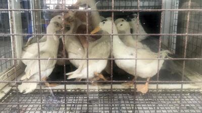 Ducks for sale at Sharjah pet market. Chris Whiteoak / The National
