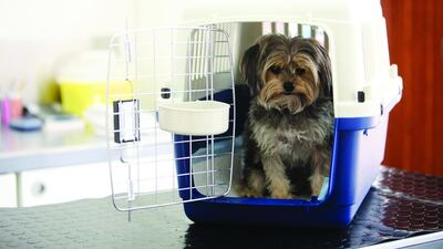 The German Veterinary Clinic, located in Khalifa City A, offers assistance for owners who need to ship their animals overseas. Seen here is Freddy inside his travel kennel. Lee Hoagland / The Nationa