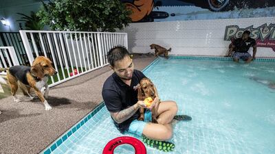A Petsville staff member plays with some of the dogs at the waterpark. Antonie Robertson / The National