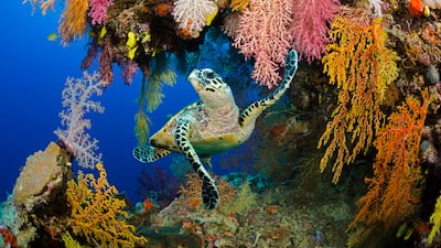 Hawksbill turtle. AFP