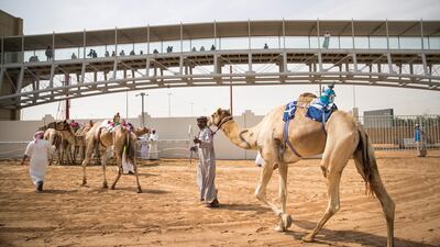 DUBAI, UNITED ARAB EMIRATES - APRIL 11, 2018. Caretakers prepare their camels for the final race at Al Marmoum Heritage Festival. (Photo by Reem Mohammed/The National) Reporter: Anna Zacharias Section: NA