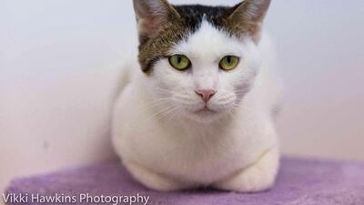 Minnie, 5 years, female. Vaccinated, microchipped and spayed. Courtesy 38 Smiles