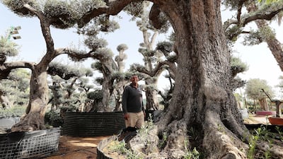 Olive trees at the Green Trend Landscape cost from Dh150 to Dh200,000, some are up to 800 years old. All photos: Pawan Singh / The National
