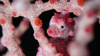 Juho Karhu from Finland won a bronze in the Underwater category. Karhu took picture of a pygmy seahorse in Arborek Island, Raja Ampat, Indonesia
