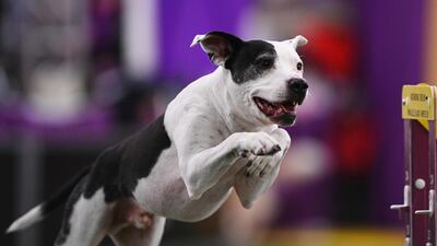 We can't get enough of dogs jumping: A dog competes in the Masters Agility Championship during the Annual Westminster Kennel Club Dog Show on February 8, 2020 in New York City. AFP