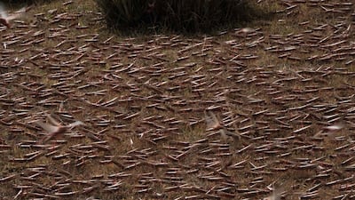 Saudi Arabia's environment ministry teams are in the field across nine regions to treat swarms of locusts and their voracious threat to crops. AFP