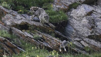 Race for life by Donglin Zhou, from China, which has been Highly Commended in the Behaviour: Mammals category. Donglin Zhou / Wildlife Photographer of the Year / PA