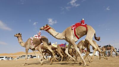 Camels compete during the Liwa 2016 Moreeb Dune Festival, in the Liwa desert.