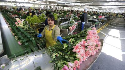A Colombian flower grower selects roses. Jose Miguel Gomez / Reuters