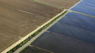 A row of rice fields are flooded with water while those across a narrow road remain idle and dry due to a lack of legal rights to water in Yuba City, California. Jae C Hong / AP Photo