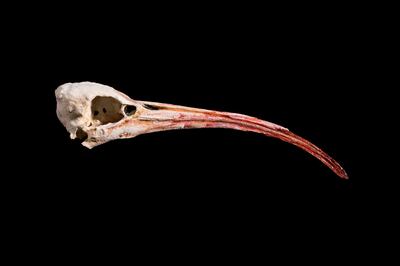 A 3D-printed skull from Sarkissian's 'Final Flight' (2018). Hrair Sarkissian