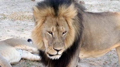 Cecil, a well-known protected lion from Hwange National Park, Zimbabwe, was allegedly killed by an American dentist with a crossbow while on a big game hunt. Paula French via AP