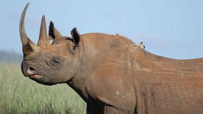 The survival of black rhino is threatened by poachers who target them for their horn. Courtesy Zoological Society of London