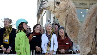 Claire Sansom showing off her camel Dolly to spectators during the Sydney Camel Racing Carnival.