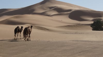 A view of the Lala Lallia, a Sahara star dune in Erg Chebbi, Morocco. Reuters