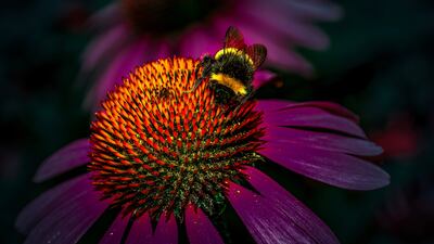 Wildlife runner up: 'Bumblebee at RHS Garden Wisley' by Dimitrios Zacharopoulos