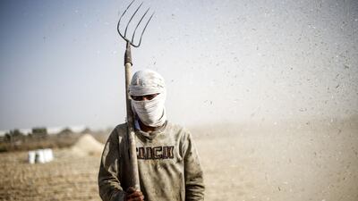 A Palestinian farmer harvests wheat crop at a field adjacent to the border fence with Israel near Rafah. AFP