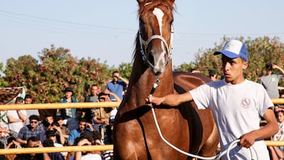 A horse is shown to bidders.