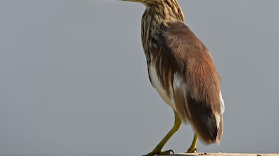 A heron stands on the shore of Dal Lake in Srinagar, Kashmir. AFP