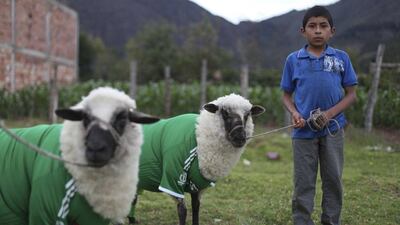 A shepherd stands next to sheep dressed in the jerseys of Mexico’s national football team during the celebration of the International Poncho Day in Nobsa, Colombia on Sunday. Local craftsmen in this town in central Colombia make sheep wool ponchos using ancestral techniques. AP Photo/Javier Galeano