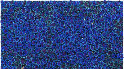 A work by Nabil Nahas. Courtesy: Lawrie Shabibi