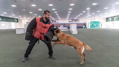 Togo is one of many specially trained dogs in the Dubai Police K9 Unit