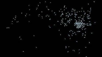 Firmament of Flies by Birgit Graschopf.