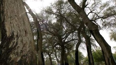 Ghaf trees are well adapted to the dry and salty desert environment, and planting them in parks and along roads could strengthen the country's water security, Minister bin Fahad says.