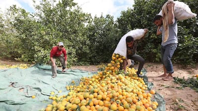 Workers harvest oranges at a farm in Yemen’s Marib province on December 28, 2015. War has forced many city dwellers to look for agricultural jobs in rural areas. Ali Owidha / Reuters