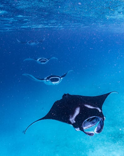 The gentle rays often swoop after each other in unison. Photo: Four Seasons