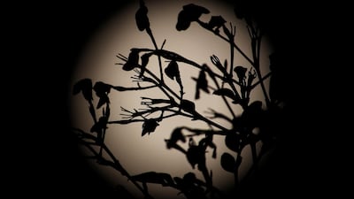 Plants are silhouetted against the Super Flower Blood Moon as it rises over of Chile. EPA