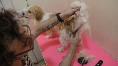 An employee grooms a dog at the hotel.